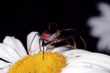 assassin bug 1s.jpg