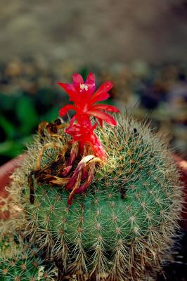 2005-09-01Cactus Flower