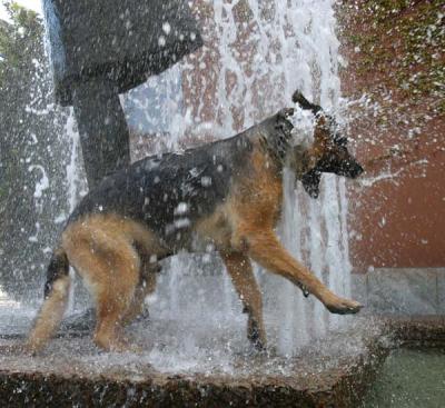 Hund etter vann 2