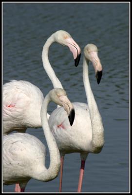 3 Flamingo