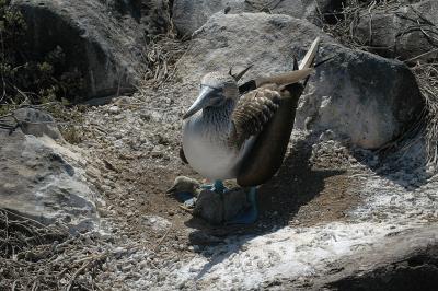BlueFooted-2chicks.jpg