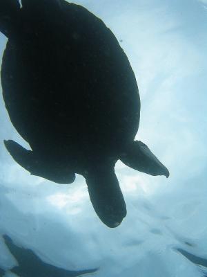 v3/89/534089/3/44143963.May13Snorkel041_sh.jpg