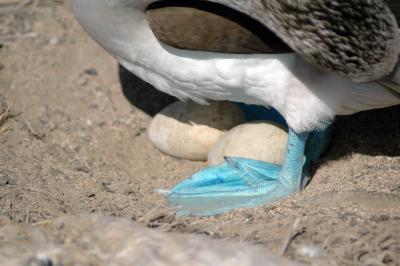 BlueFootedBoobyEggs.jpg