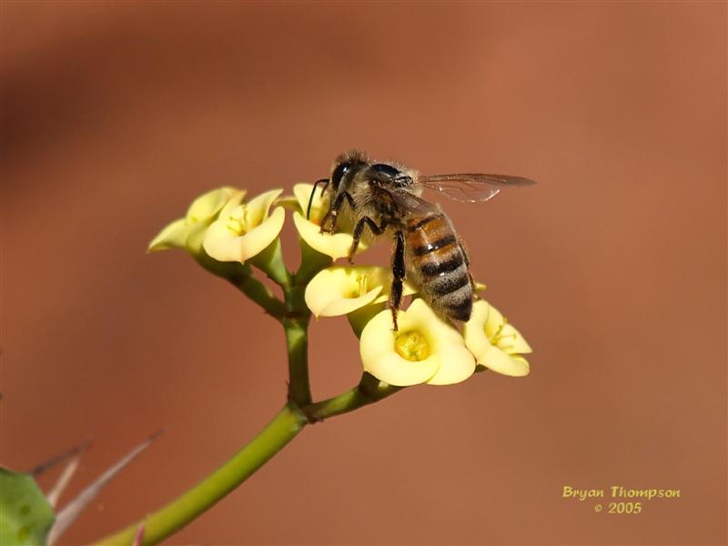 Busy Bee