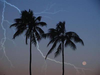 Palm Lightning