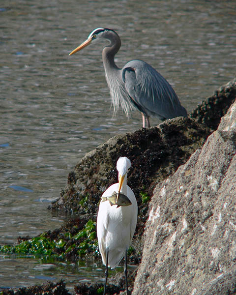 Egret and blue heron