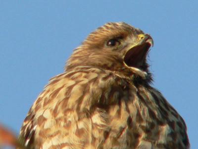 Young Red-tailed Hawk
