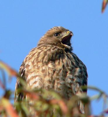 Young Red-tailed Hawk processed