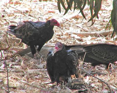 Turkey vulture picnic