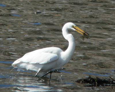 Egret with lunch