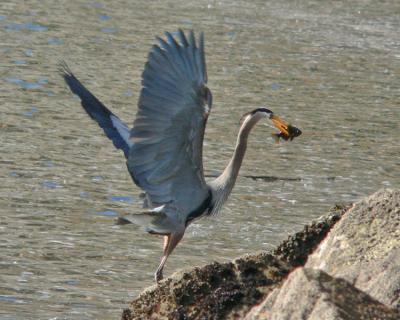 Blue heron with lunch