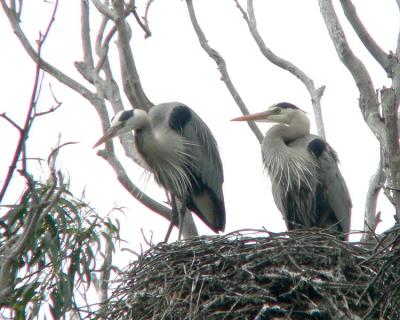 Nesting herons