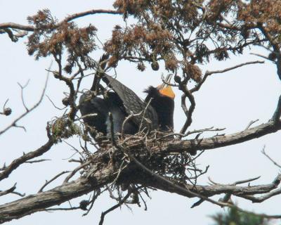 Cormorant 2