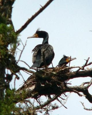 Double crested cormorants in nest