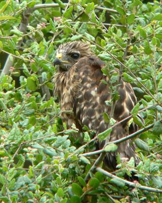 Hawk fledgling