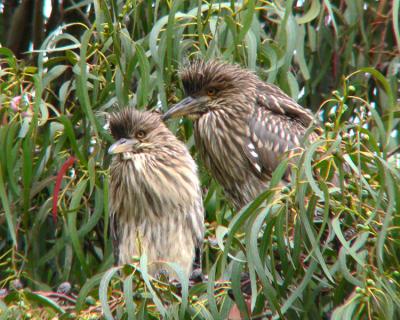 Young black-crowned night herons