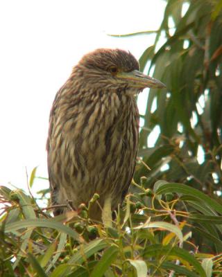 Young black-crowned night heron