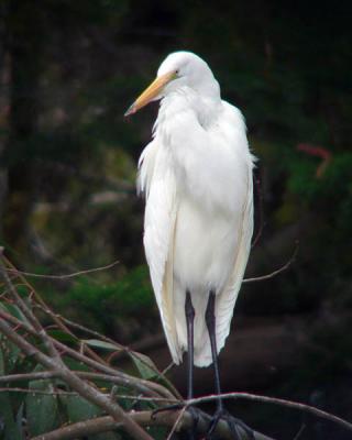 Egret posed
