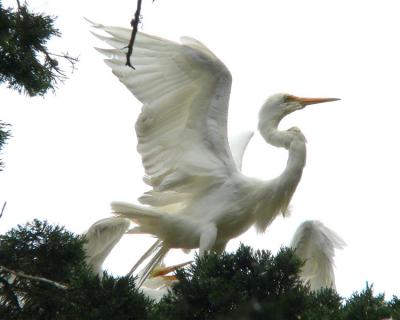 Egret takeoff