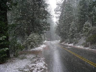 The road to Mariposa Grove