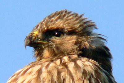 Redtail hawk 1