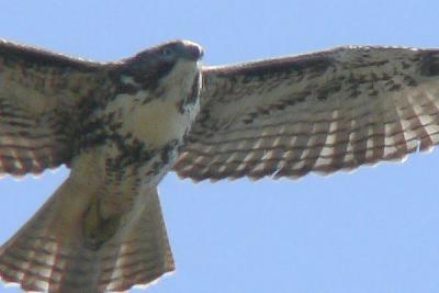 Redtail hawk 2