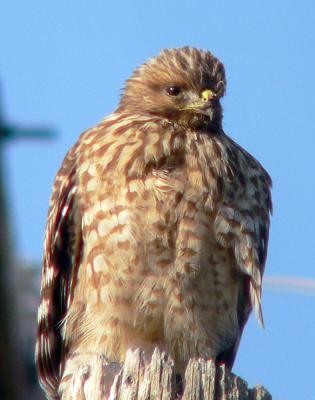 Redtail hawk 4