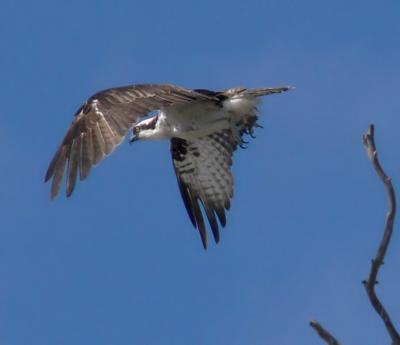 Osprey takeoff