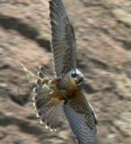 Peregrine Falcon chicks 2005