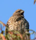 Young Red-tailed Hawk processed