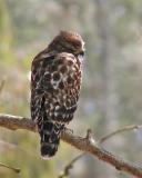 Hawk (young red-shouldered?)