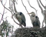 Nesting herons