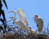 Young egrets wait for mom