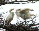 Young egrets