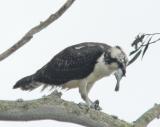 Osprey eating