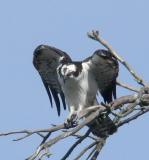 Osprey