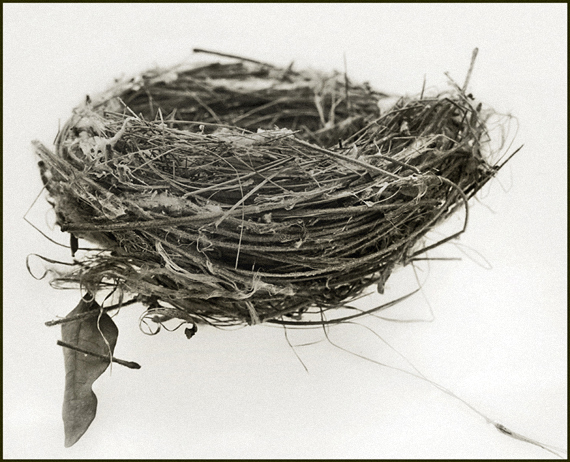 Nest