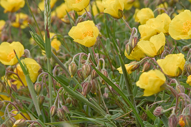 Rock Rose
