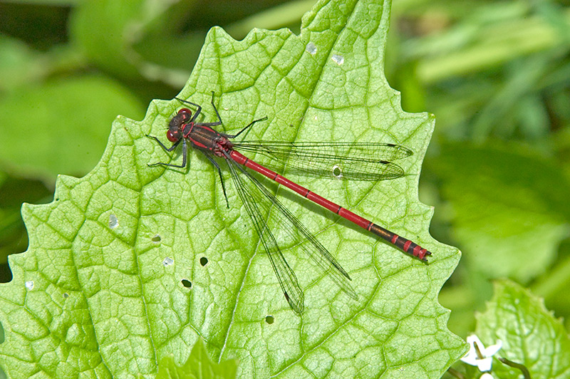 Large Red Damselfly