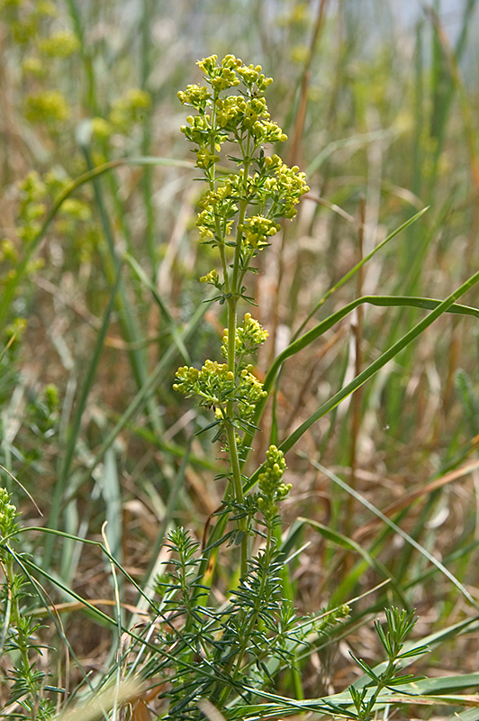Ladys Bedstraw