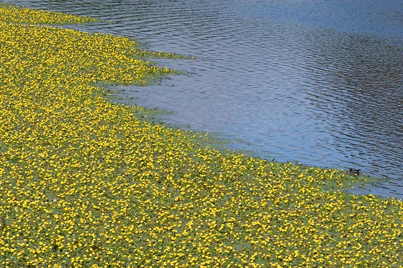Water Lillies