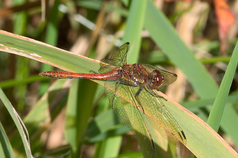 Common Darter