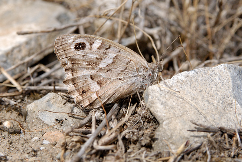 Striped Grayling