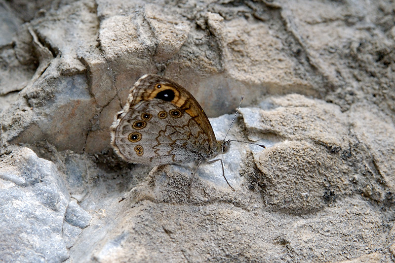 Large Wall Brown