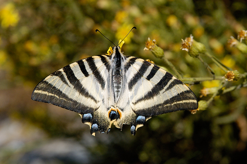 Scarce Swallowtail