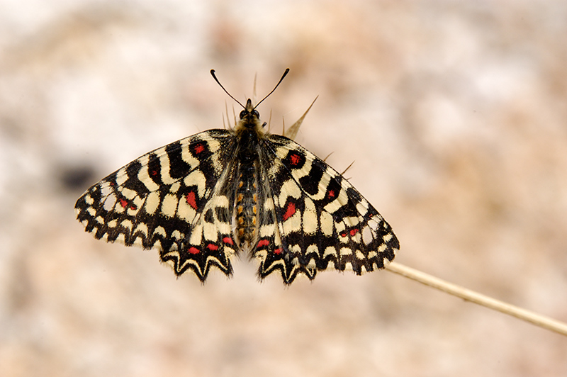 Spanish Festoon