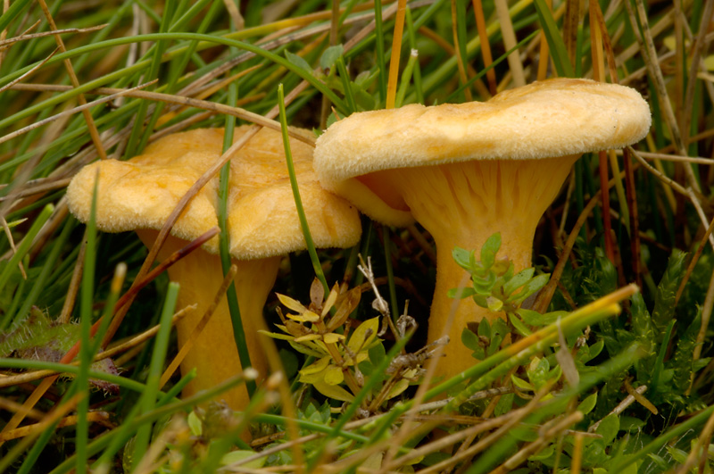False Chanterelle