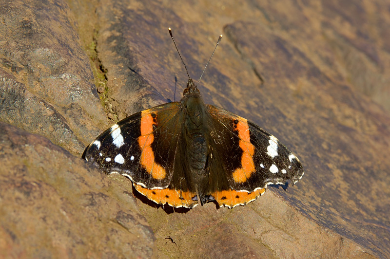 Red Admiral