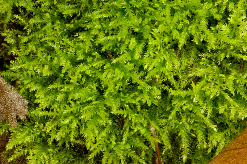 Brachythecium moss
