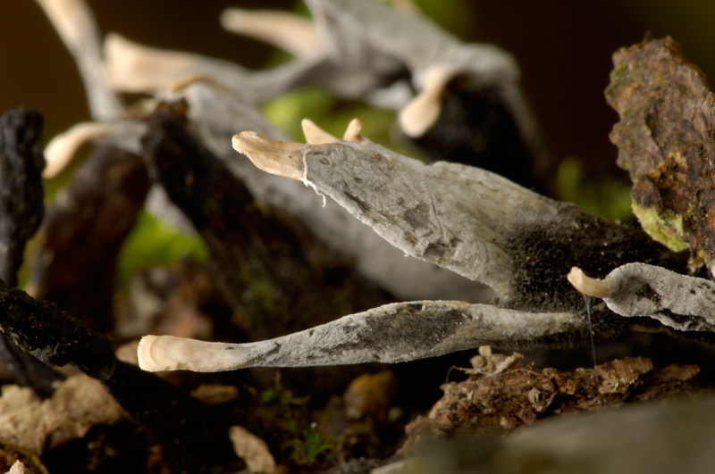 Candle Snuff fungi